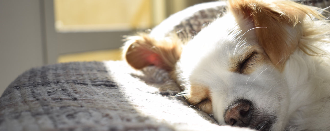 Cognitive Health for Dogs